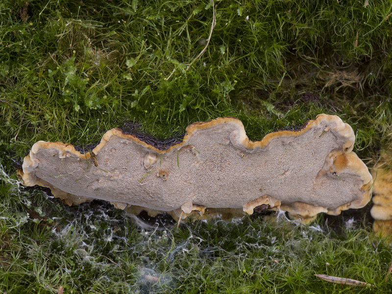 Phellinus nigrolimitatus